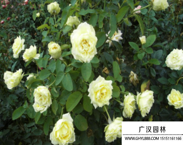 黃帽月季
