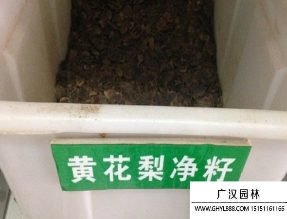 黃花梨種子