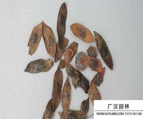 黃花梨種子