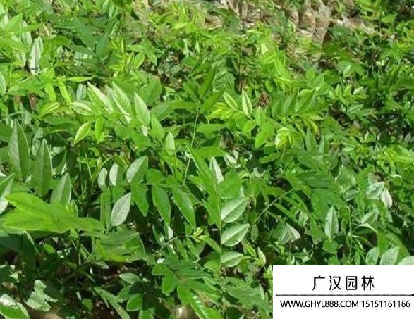 黃花梨