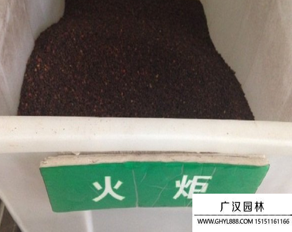 火炬種子