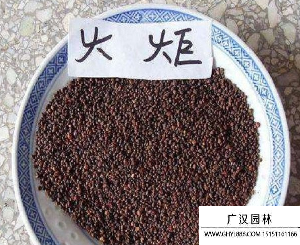 火炬種子