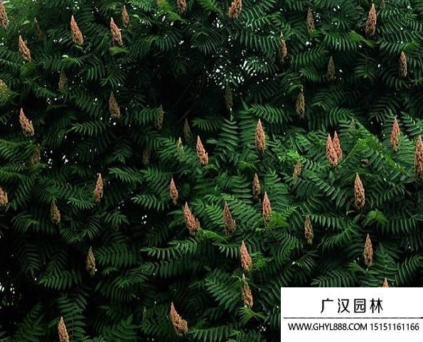 火炬種子