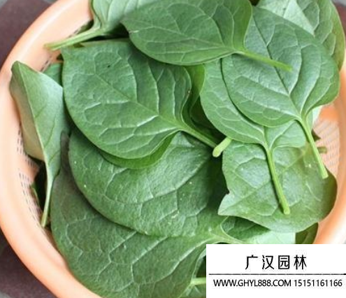 紫角葉