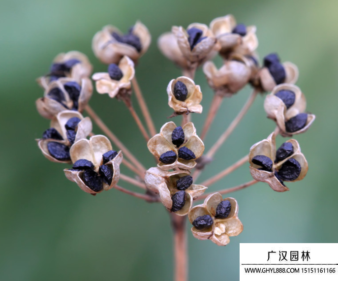 韭菜種子