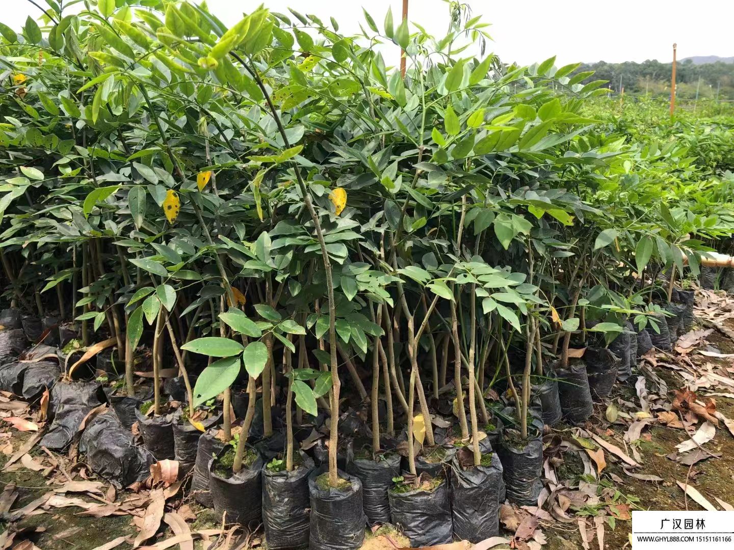 黃花梨小苗