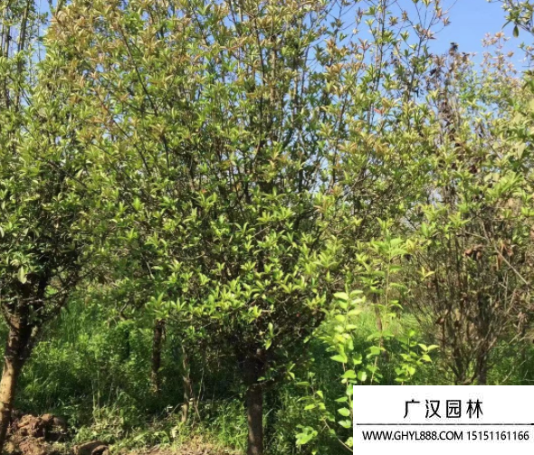 欏木石楠