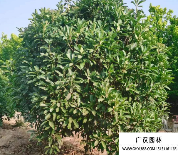 欏木石楠