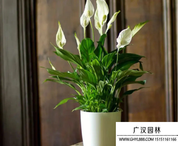 白鶴芋種子