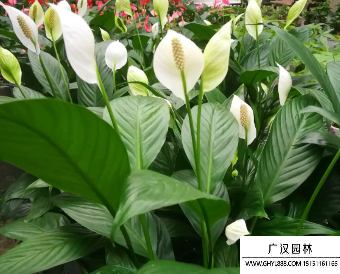 白鶴芋