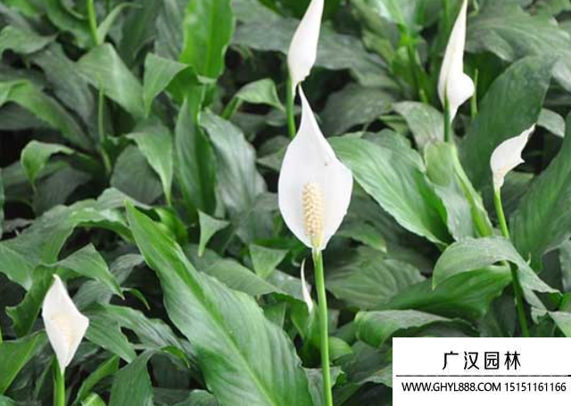 白鶴芋