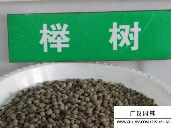 櫸樹種子