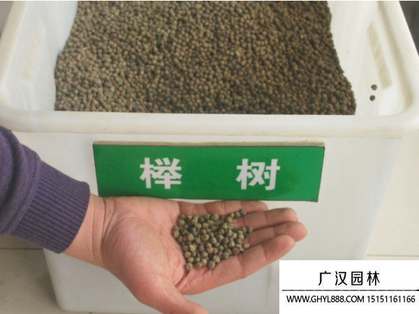 櫸樹種子