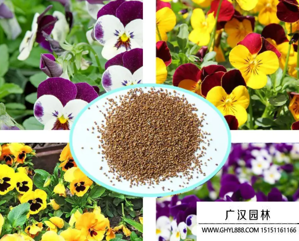 蝴蝶花種子
