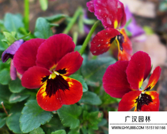 蝴蝶花種子