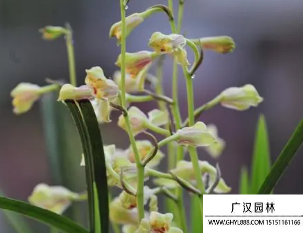 蕙蘭