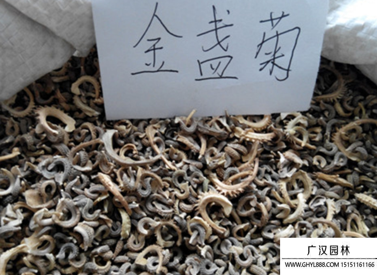 金盞花種子