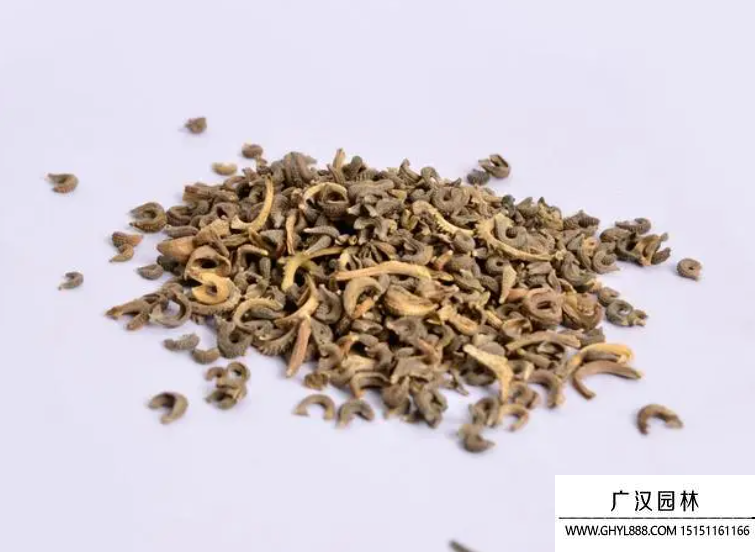 金盞花種子