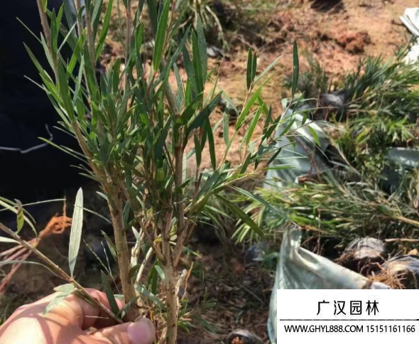 串錢柳