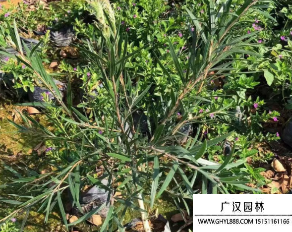 串錢柳