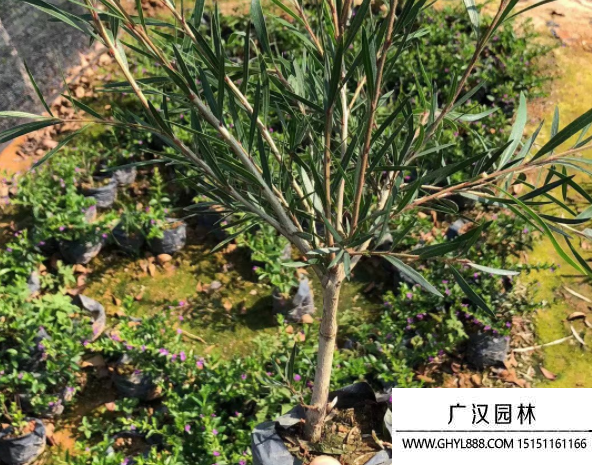 串錢柳