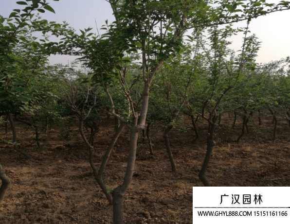 高桿連翹
