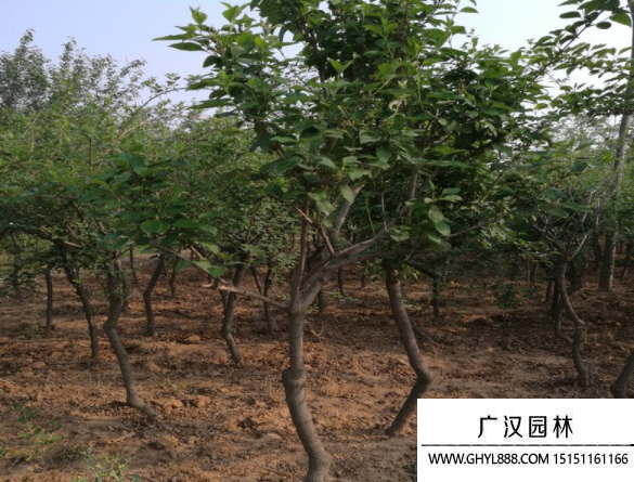 高桿連翹