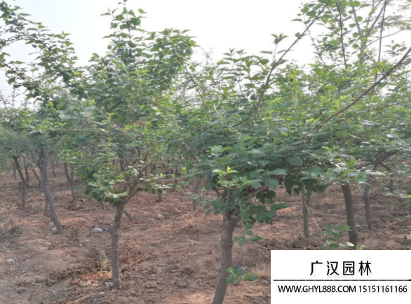 高桿連翹