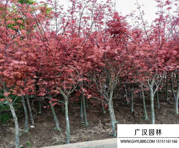 日本紅楓