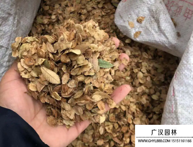 榔榆種子