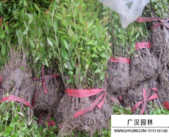 獨桿石榴