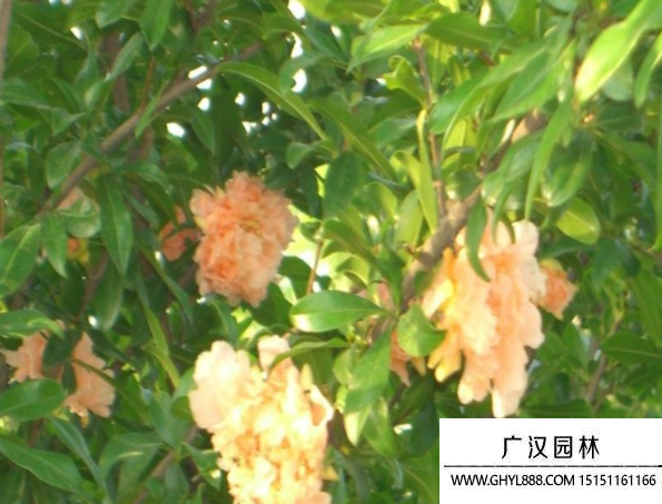 獨桿石榴