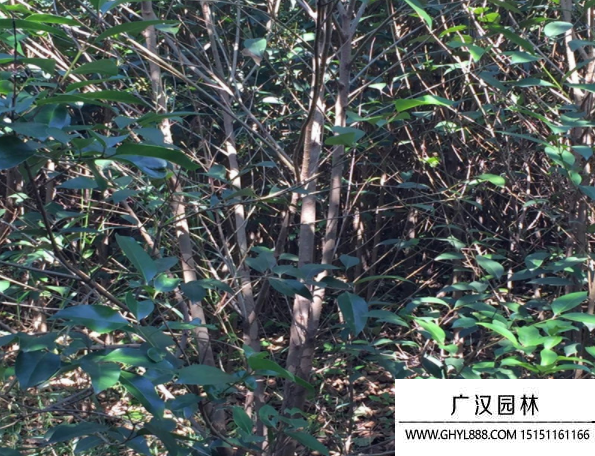 叢生大葉女貞