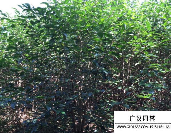 叢生大葉女貞
