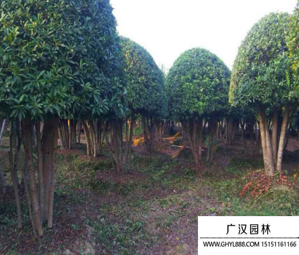 叢生大葉女貞