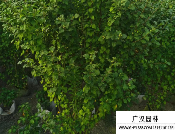 叢生木槿