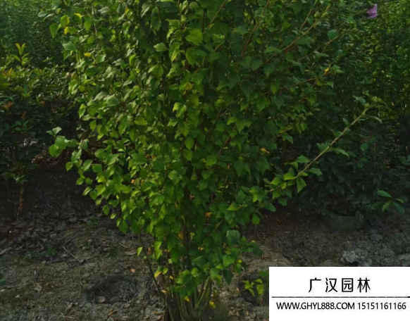 叢生木槿
