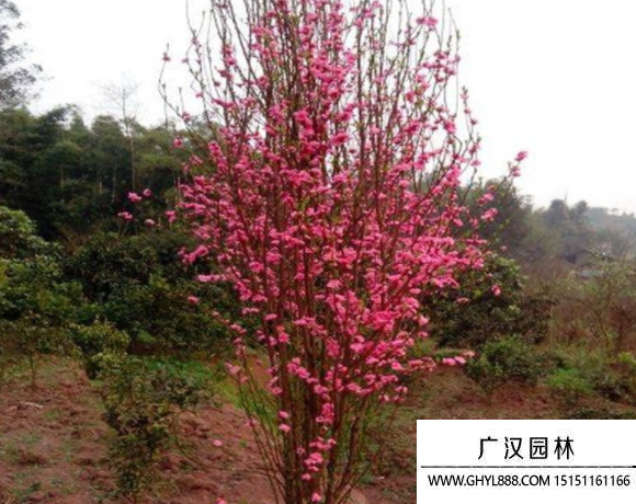 龍柱碧桃