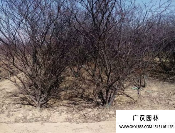 龍柱碧桃