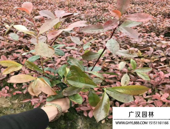 紅葉石楠