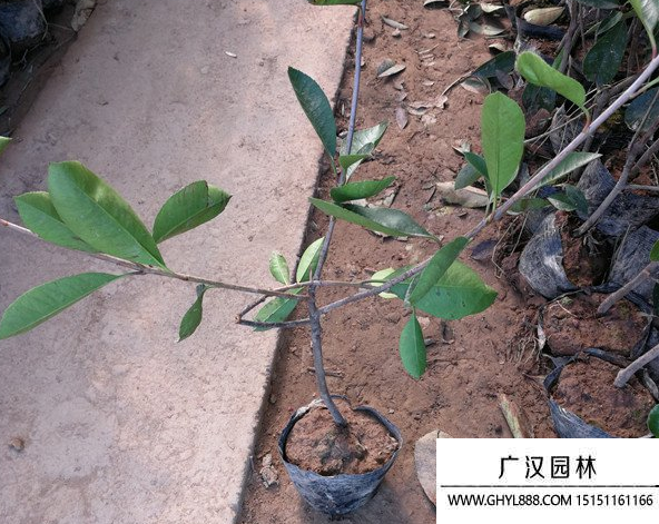 紅葉石楠