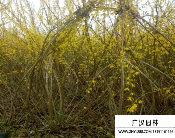 叢生連翹