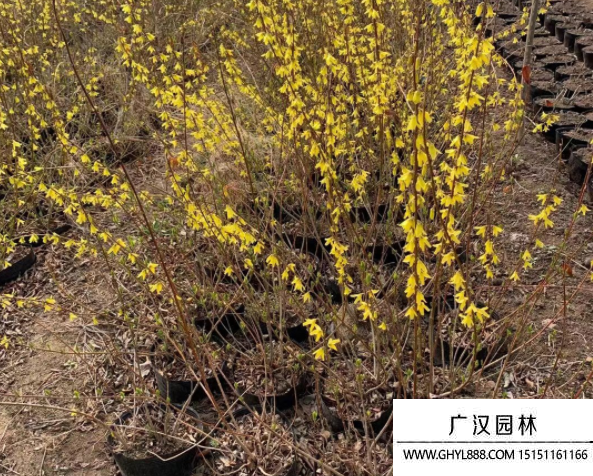 叢生連翹