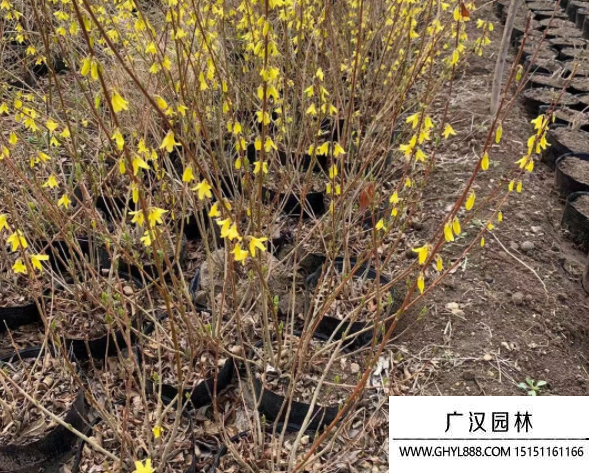 叢生連翹