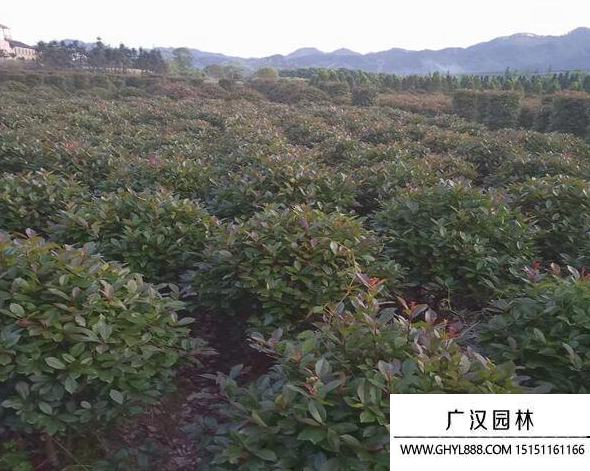 紅葉石楠球
