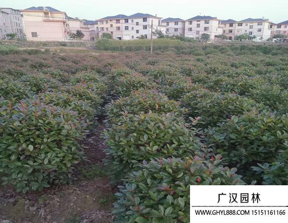 紅葉石楠球