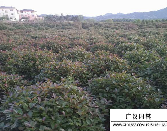 紅葉石楠球