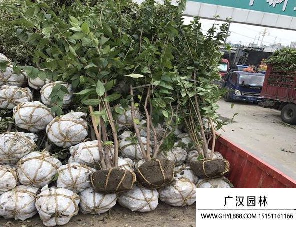叢生臘梅