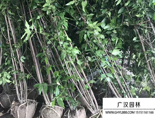 叢生臘梅
