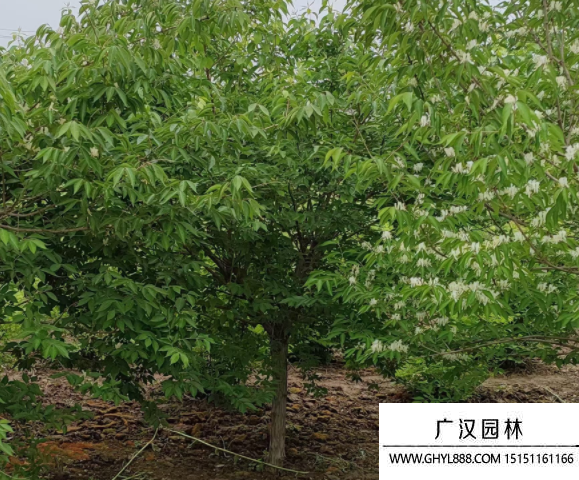 獨桿金銀木
